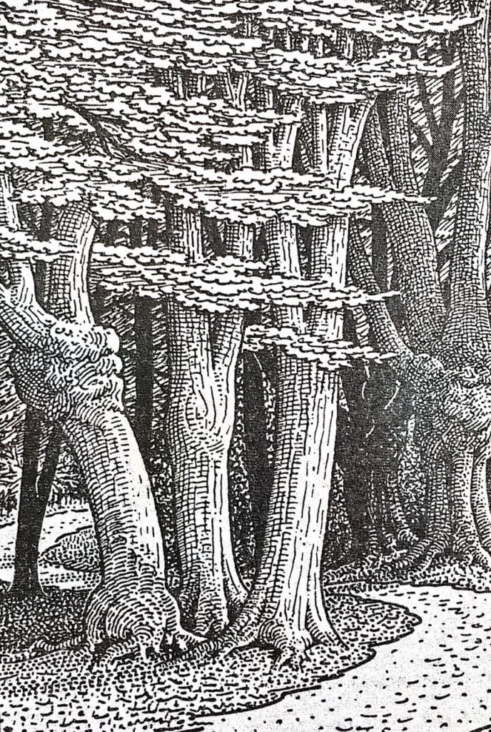 Black and white drawing of a forest with tall, textured trees and layered canopies. The ground is shaded, and the dense trunks create a sense of depth and mystery.